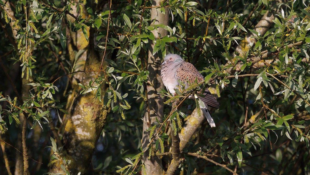 European Turtle-Dove - ML638523411