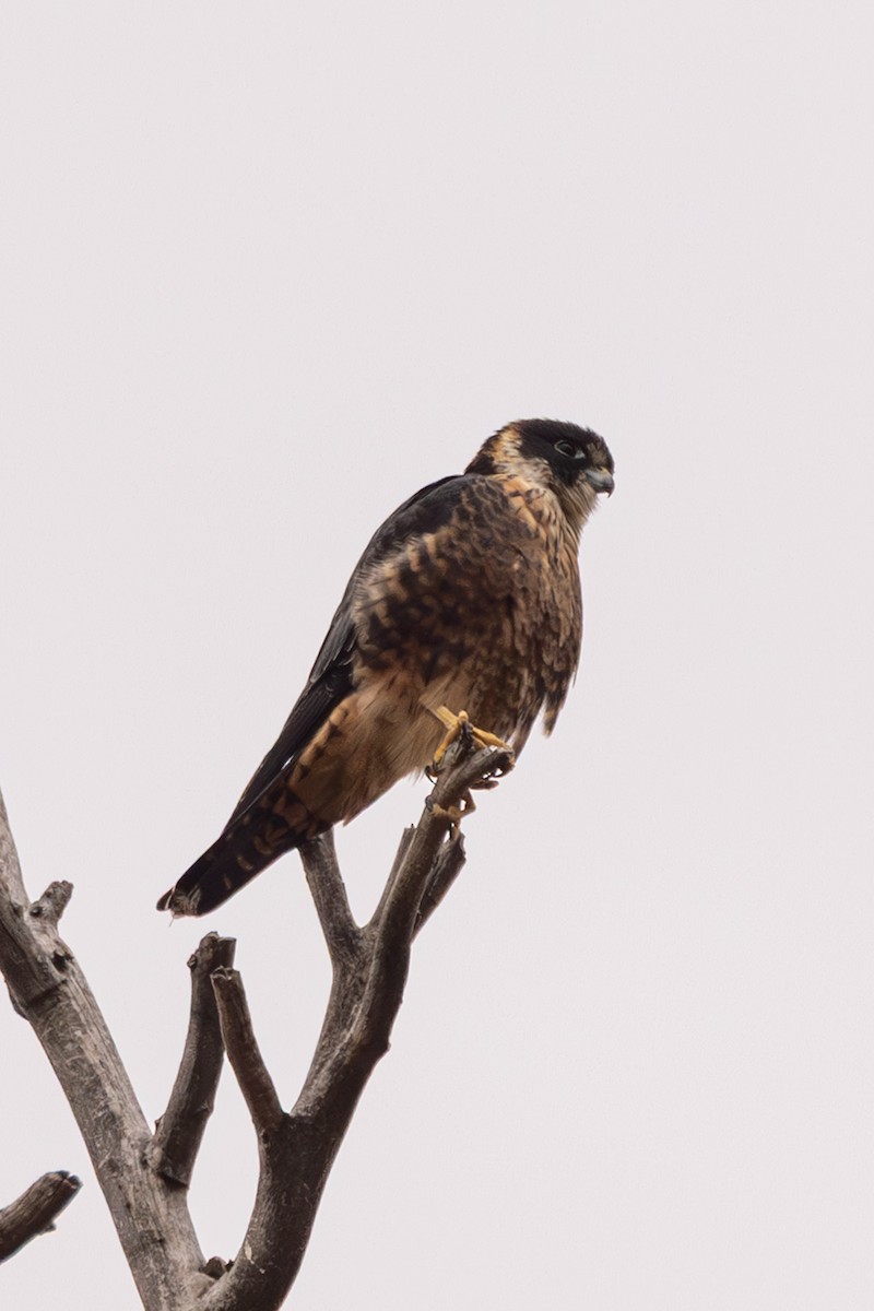Australian Hobby - ML638523419