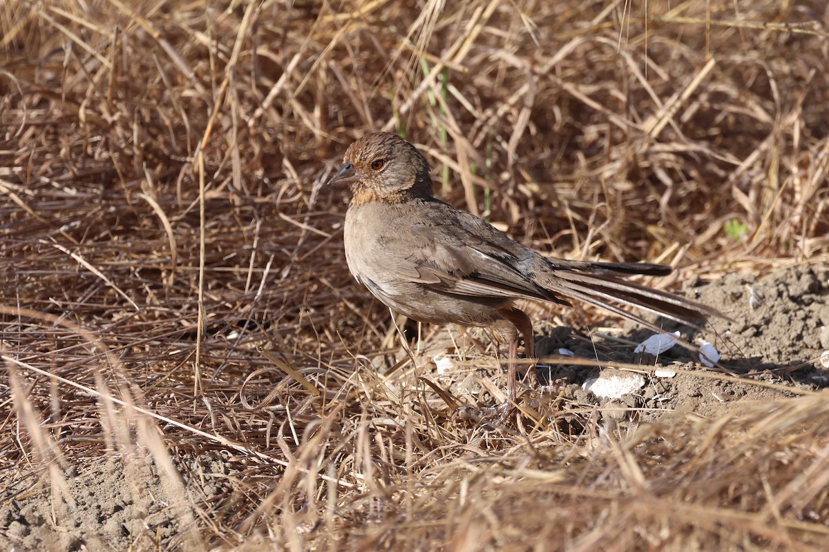 California Towhee - ML638523437