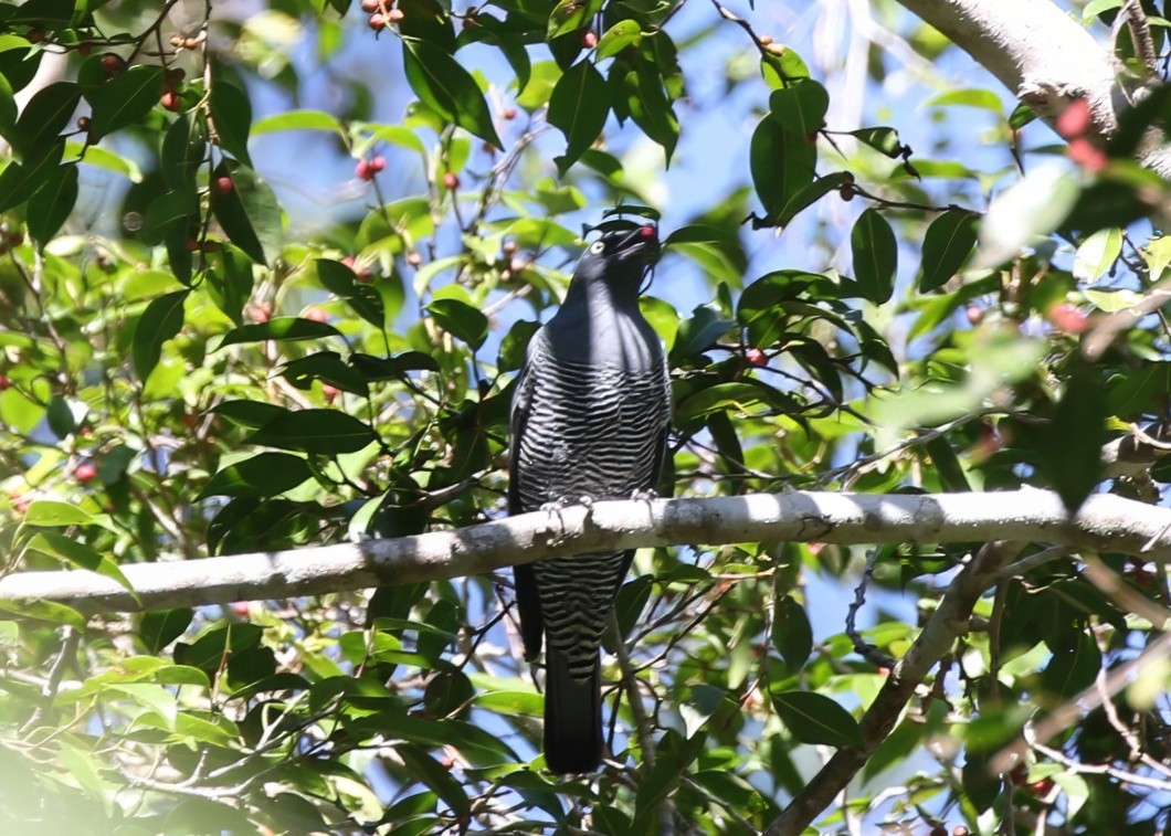 Barred Cuckooshrike - ML638523458
