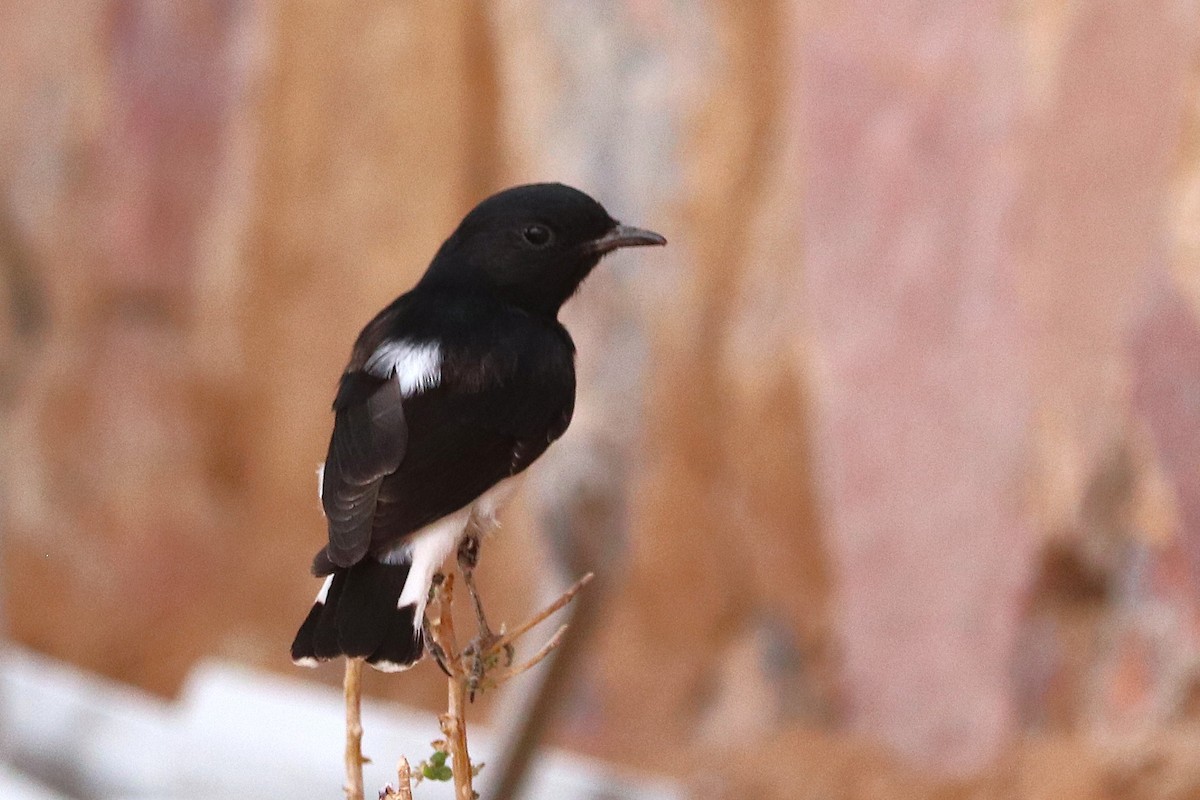 Hume's Wheatear - ML638523462