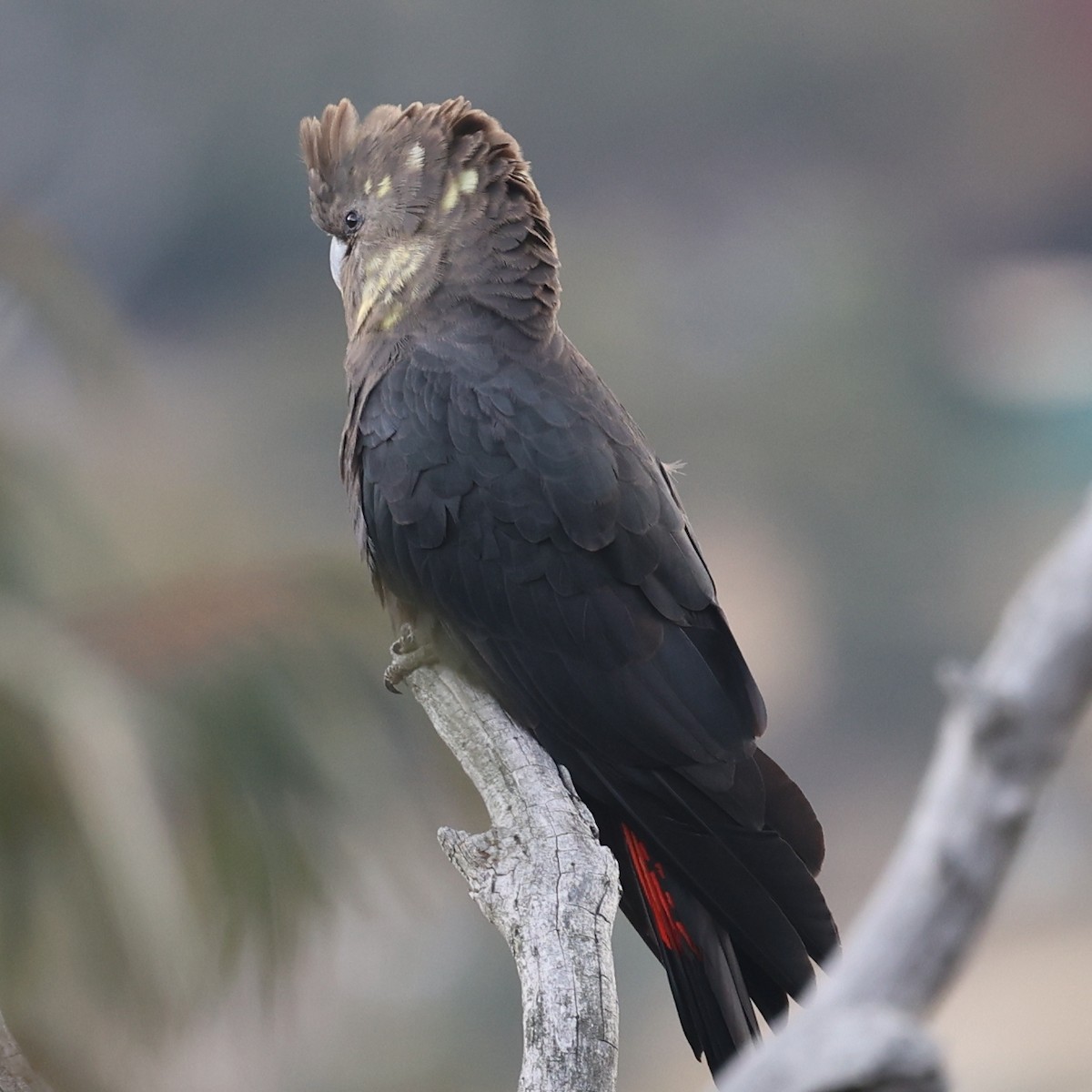 Glossy Black-Cockatoo - ML638523465