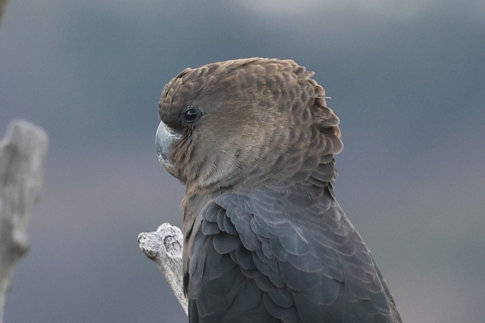 Glossy Black-Cockatoo - ML638523466
