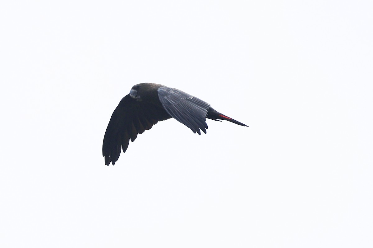 Glossy Black-Cockatoo - ML638523467