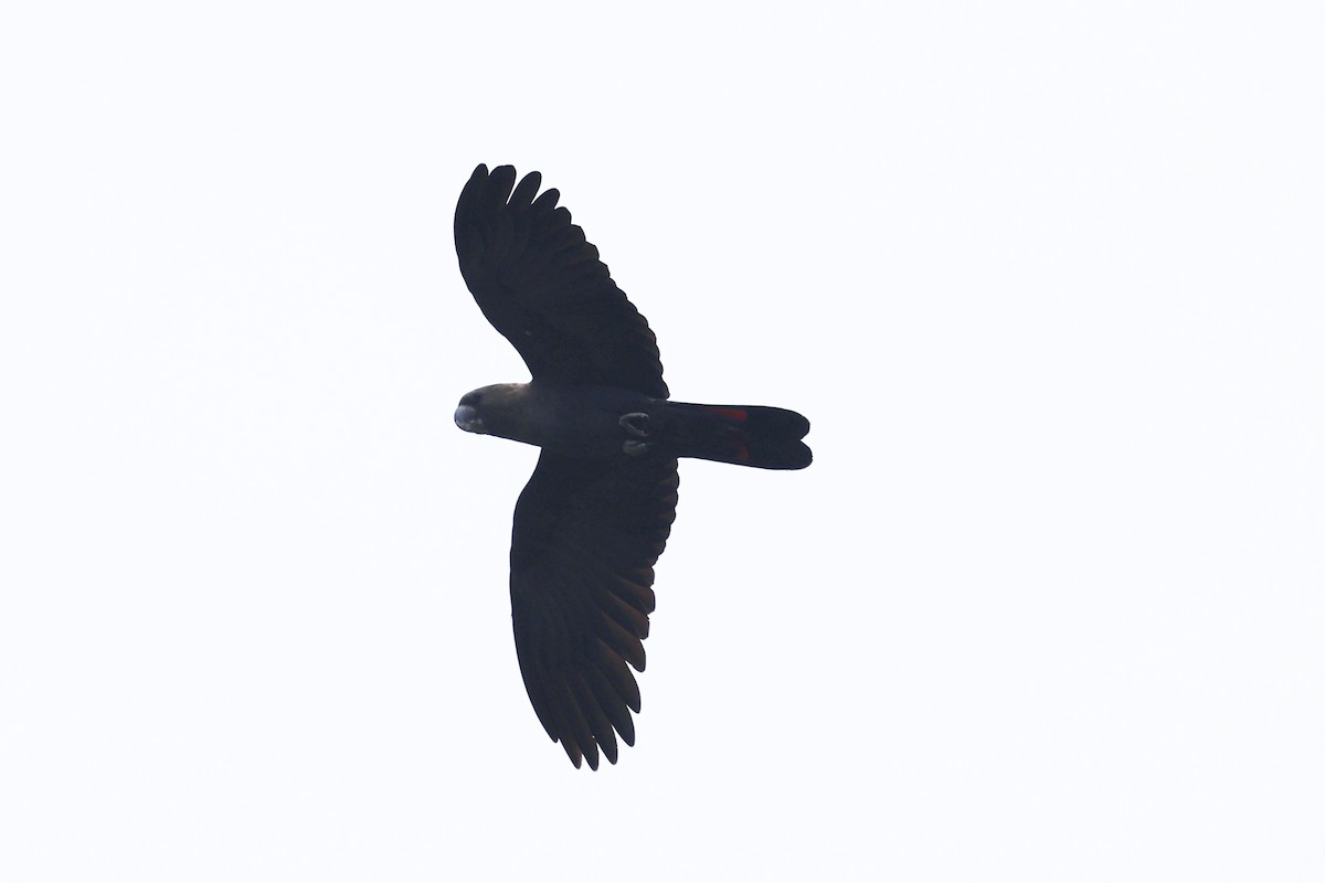 Glossy Black-Cockatoo - ML638523468