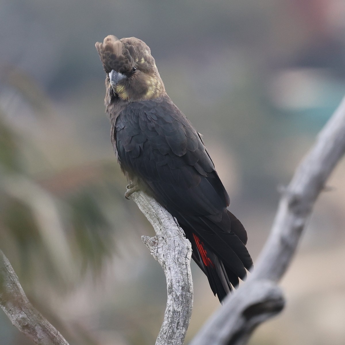 Glossy Black-Cockatoo - ML638523470