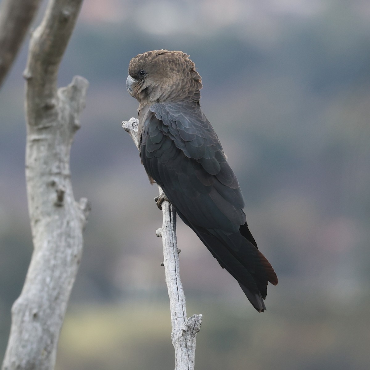 Glossy Black-Cockatoo - ML638523471