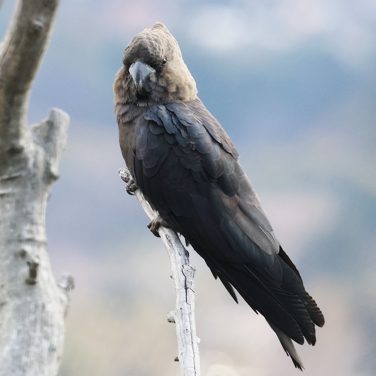 Glossy Black-Cockatoo - ML638523472