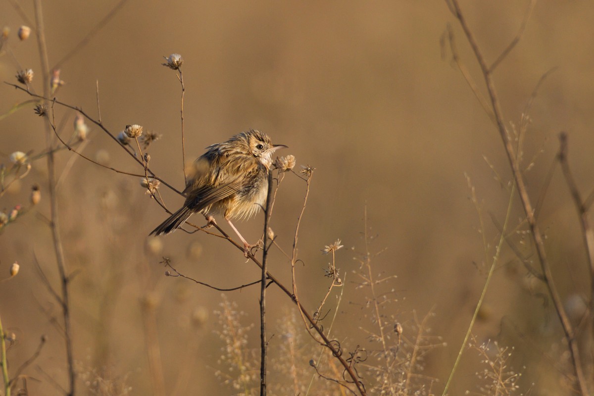 Desert Cisticola - ML638523539
