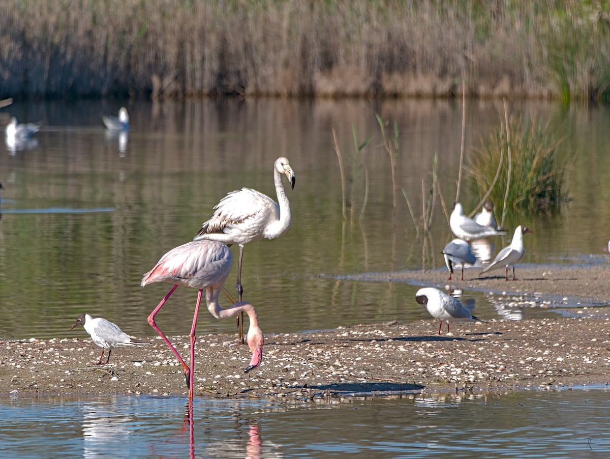 Greater Flamingo - ML638523549