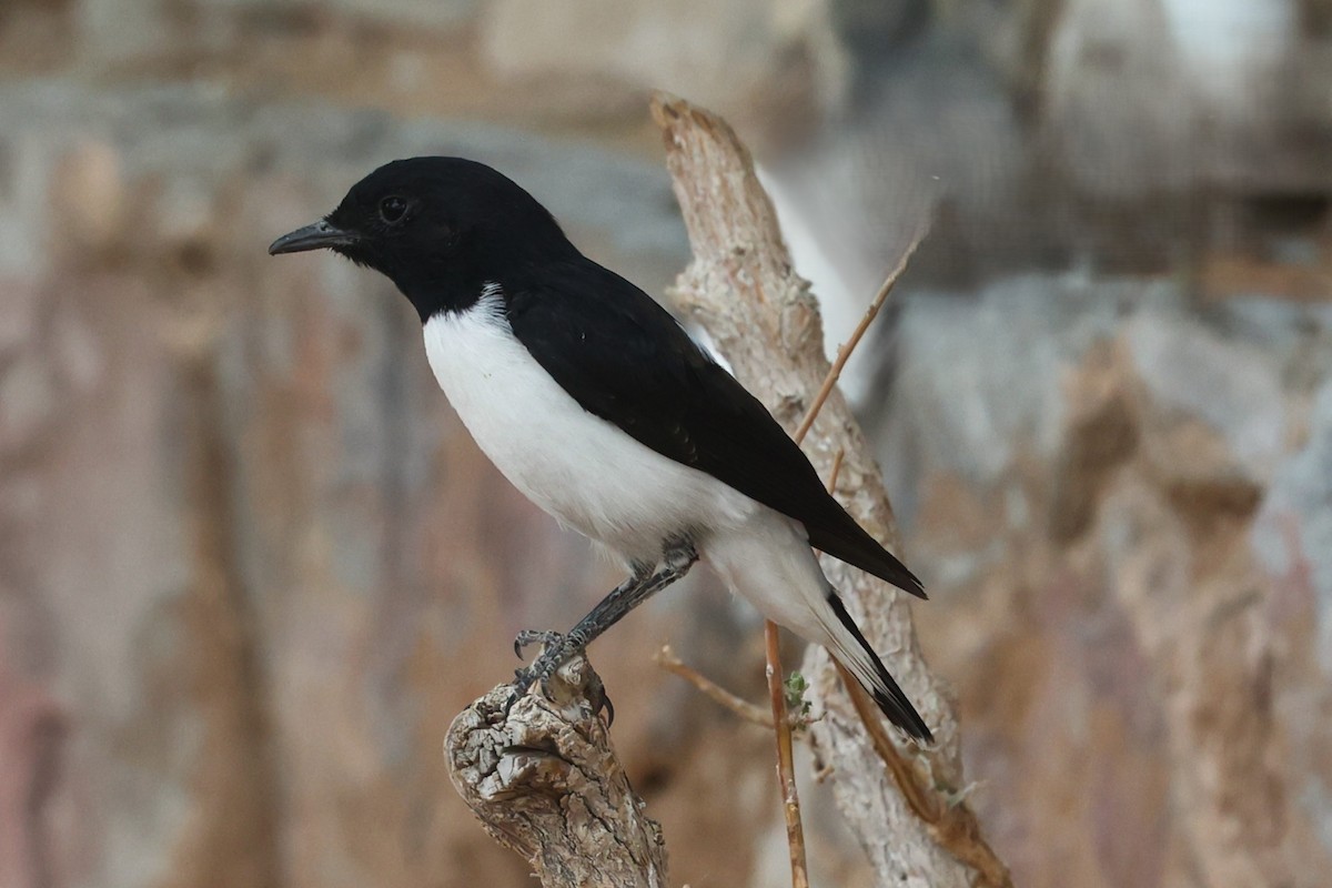 Hume's Wheatear - ML638523564