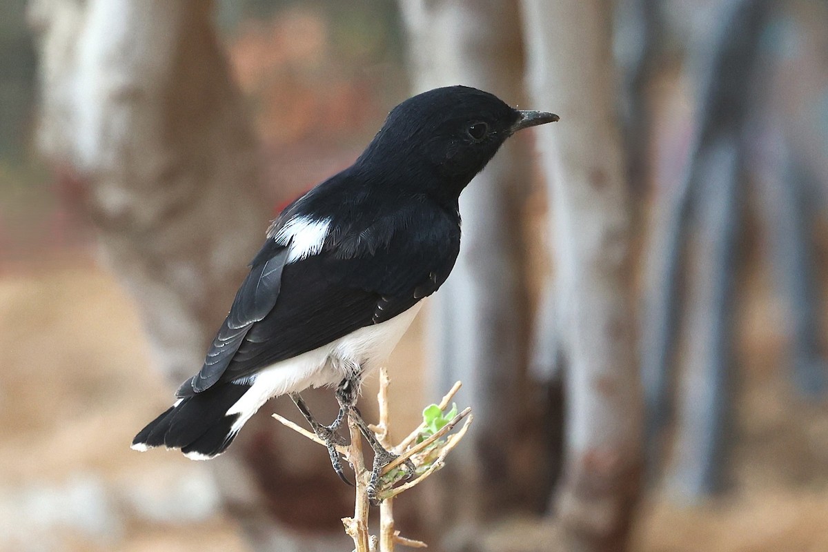 Hume's Wheatear - ML638523565