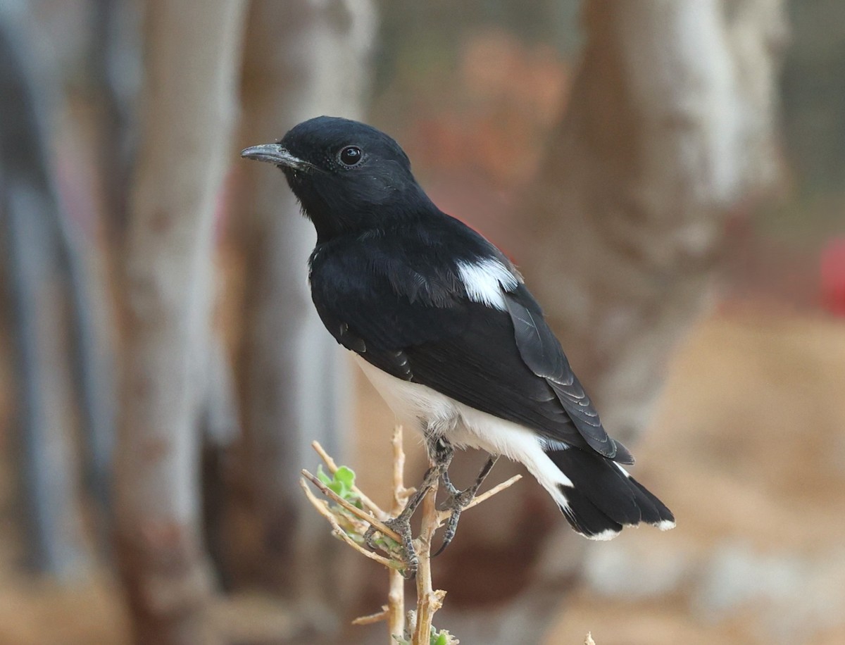 Hume's Wheatear - ML638523566