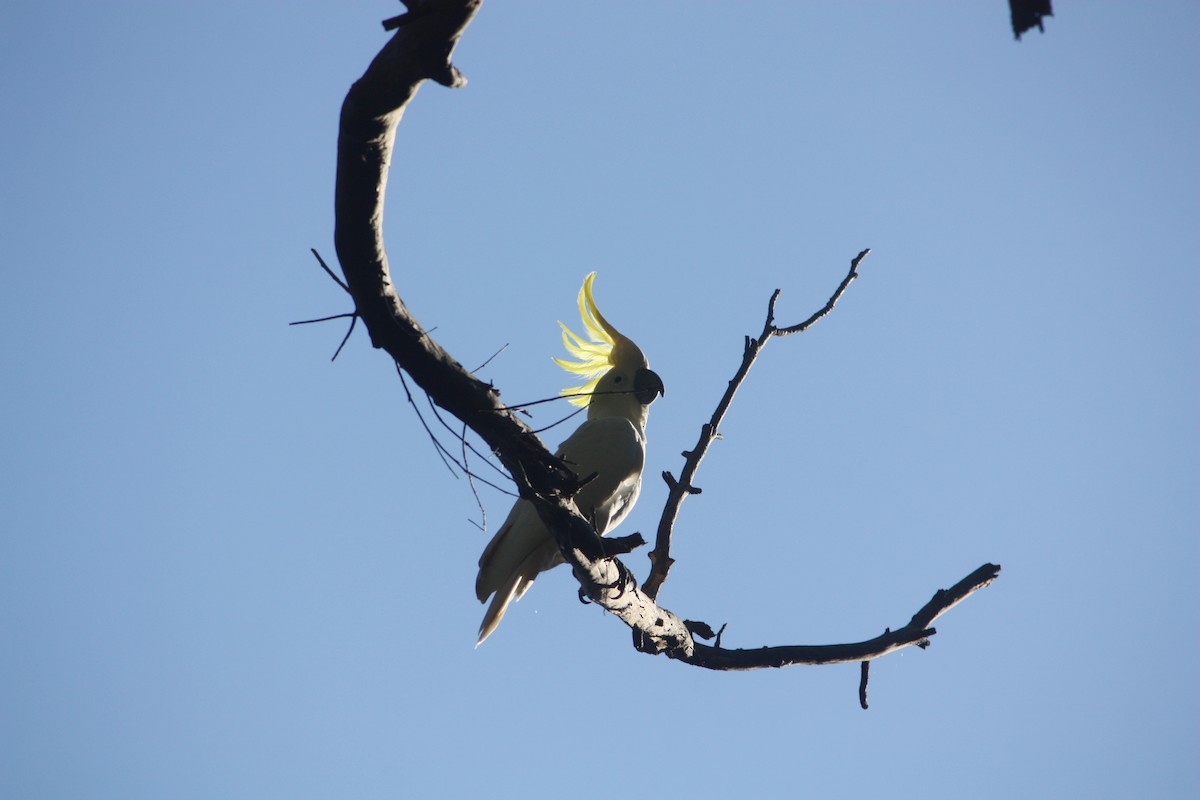 Sulphur-crested Cockatoo - ML638523636