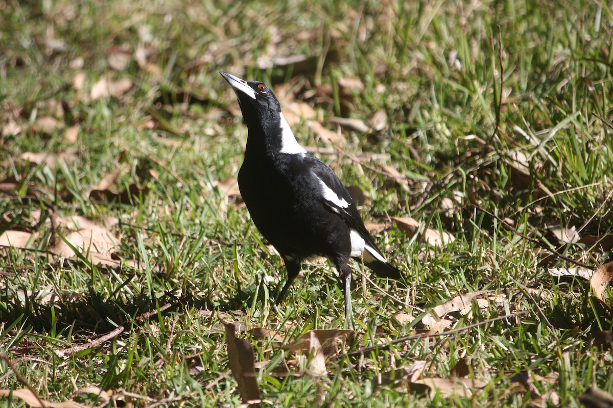 Australian Magpie - ML638523653
