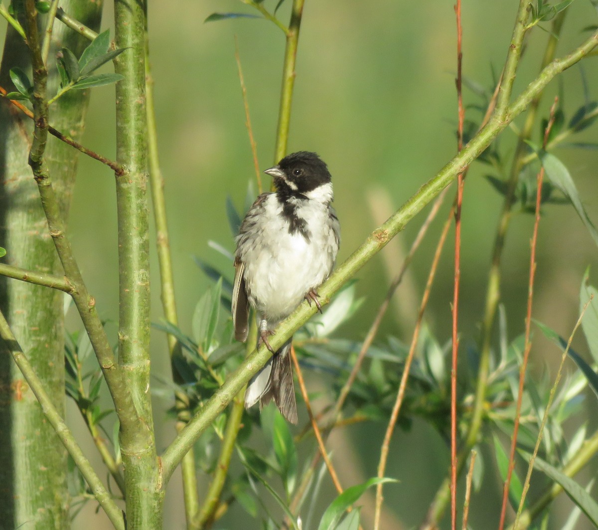 Reed Bunting - ML638523672