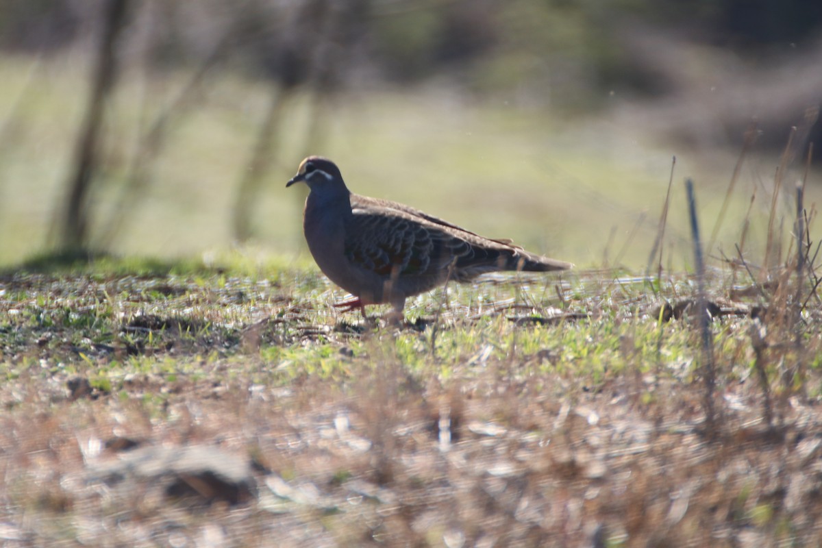Common Bronzewing - ML638523682