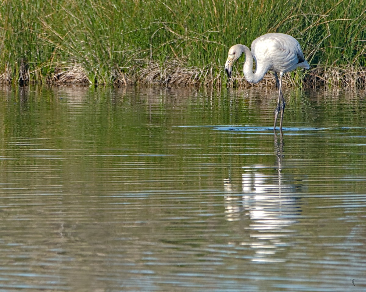 Greater Flamingo - ML638523683