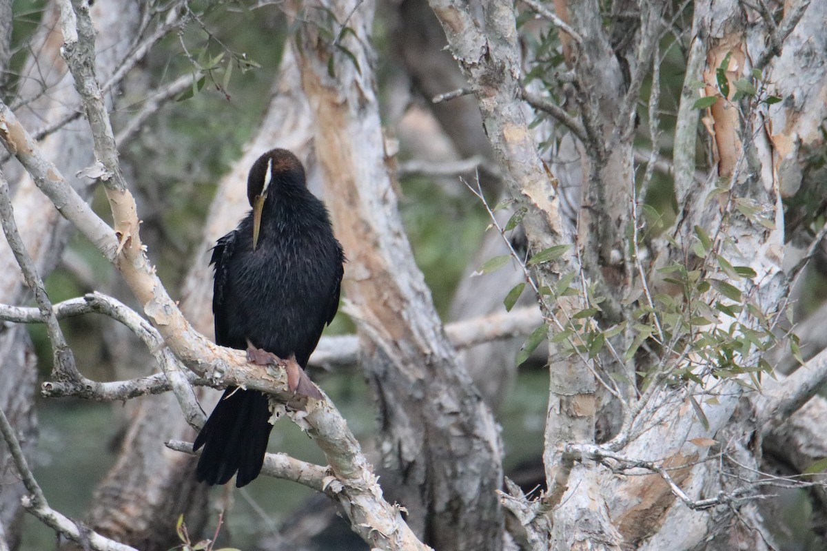 Australasian Darter - ML638523691