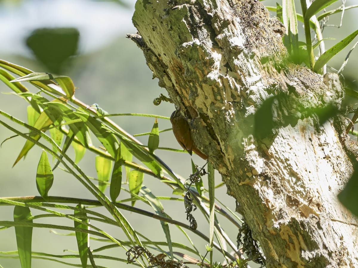 Streaked Xenops - ML638523696