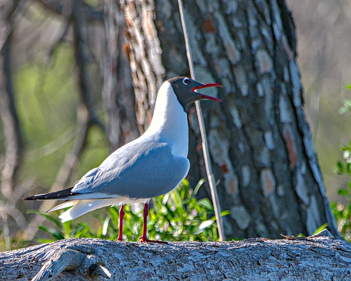 Black-headed Gull - ML638523711