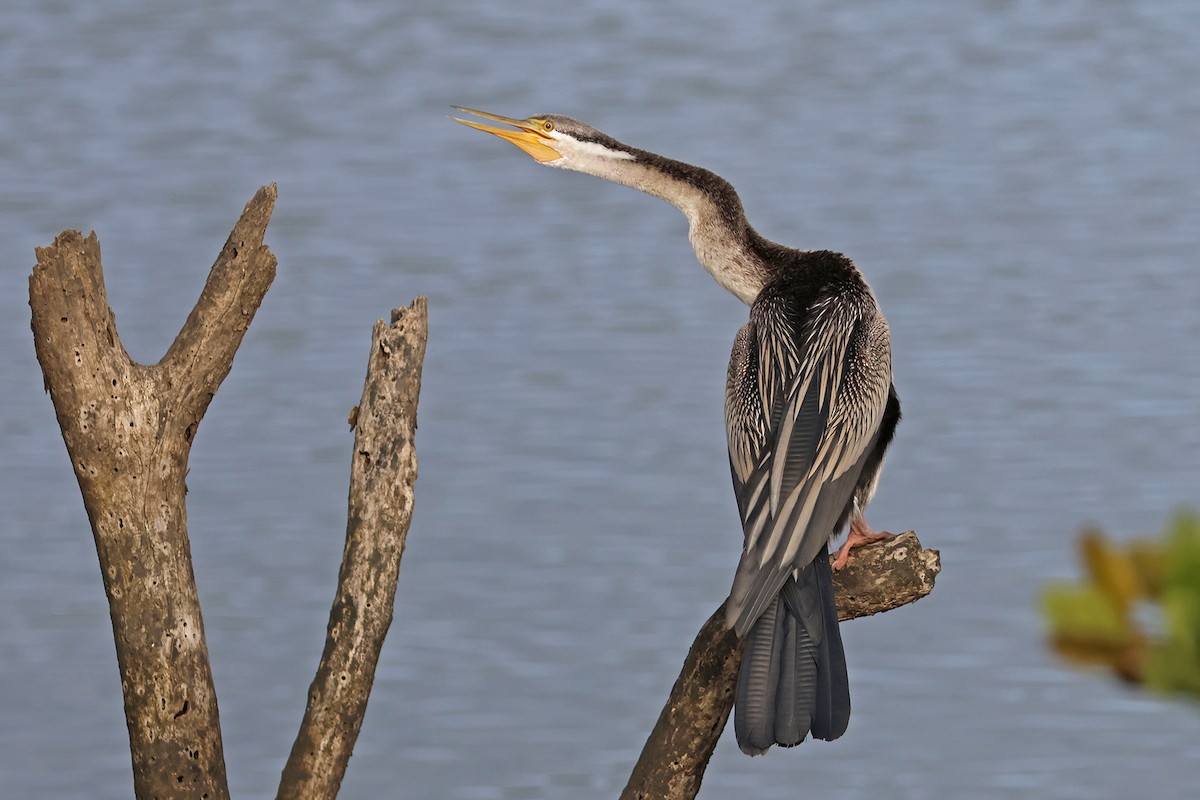 Australasian Darter - ML638523716
