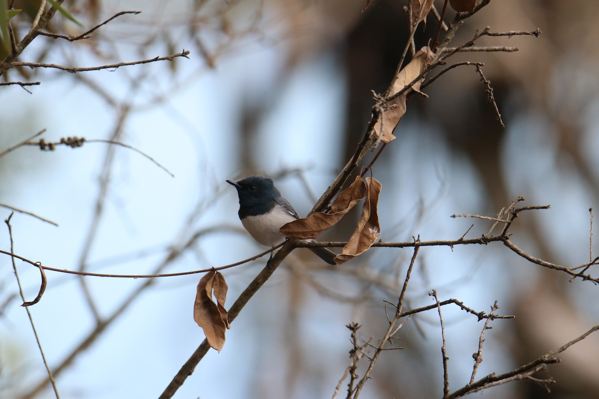 Leaden Flycatcher - ML638523750