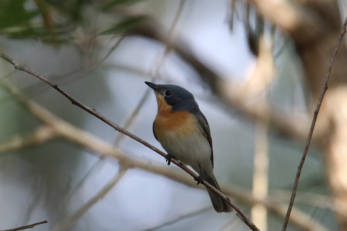 Leaden Flycatcher - ML638523754