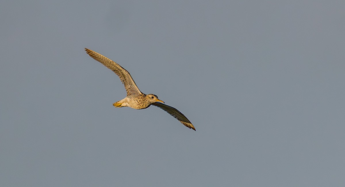 Upland Sandpiper - ML638523756