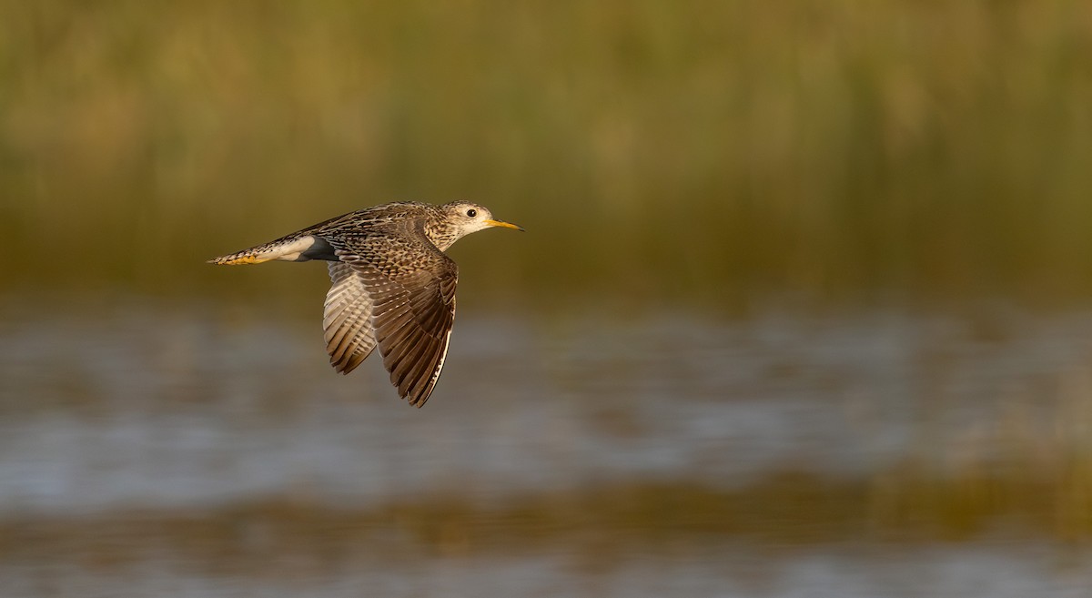 Upland Sandpiper - ML638523758