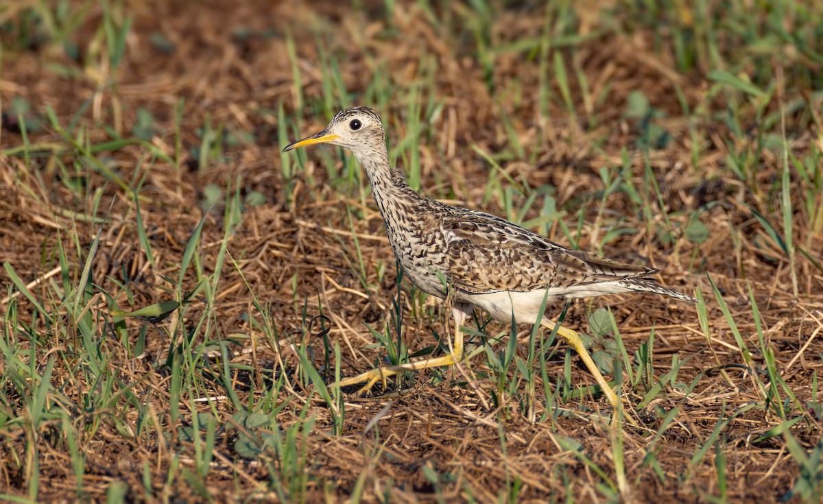 Upland Sandpiper - ML638523759