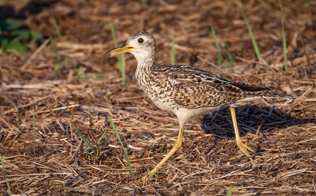 Upland Sandpiper - ML638523760