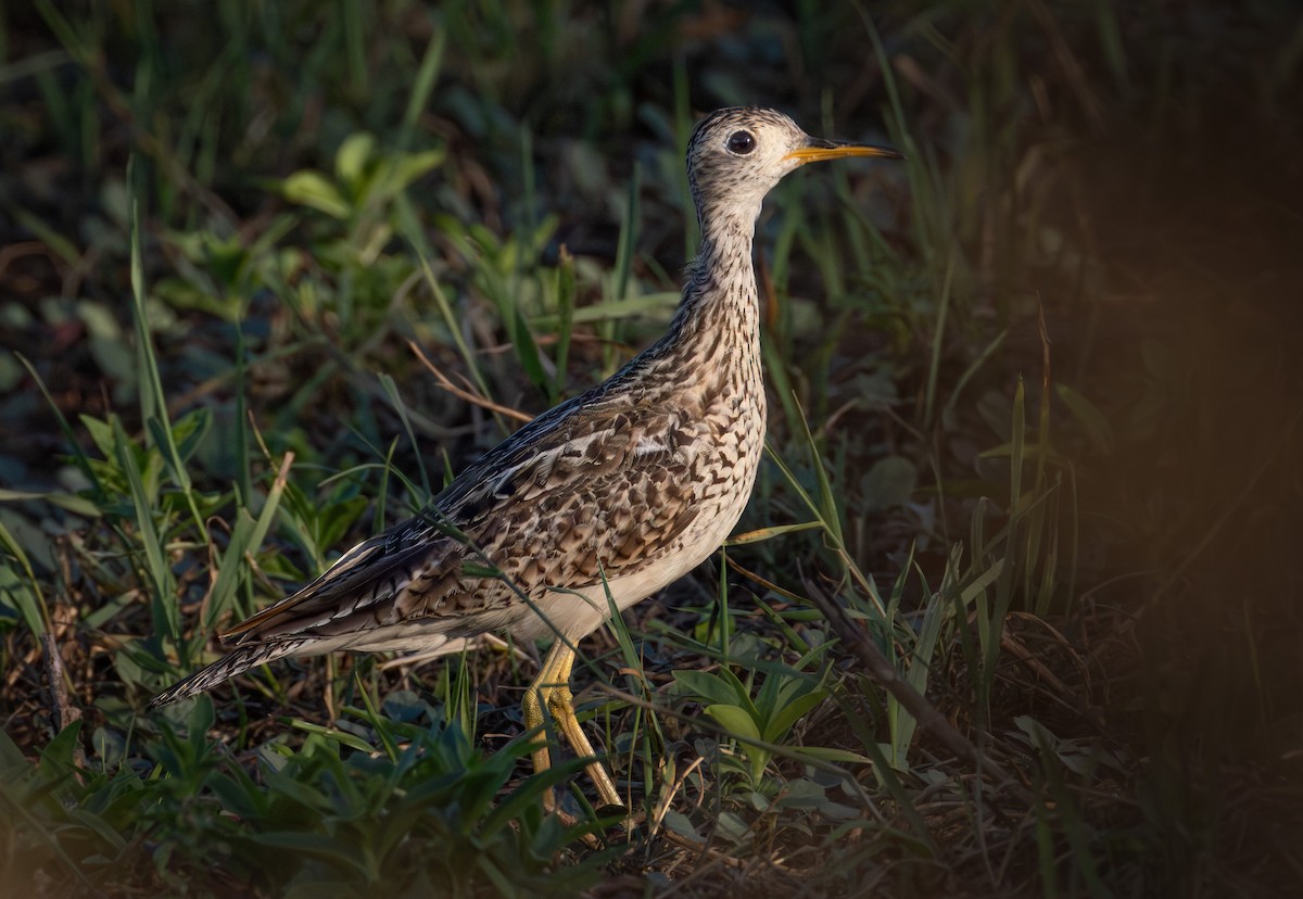 Upland Sandpiper - ML638523761