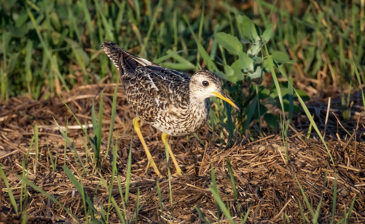 Upland Sandpiper - ML638523762
