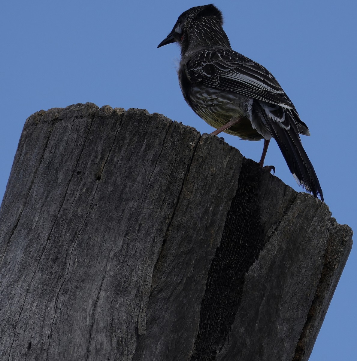 Red Wattlebird - ML638523763