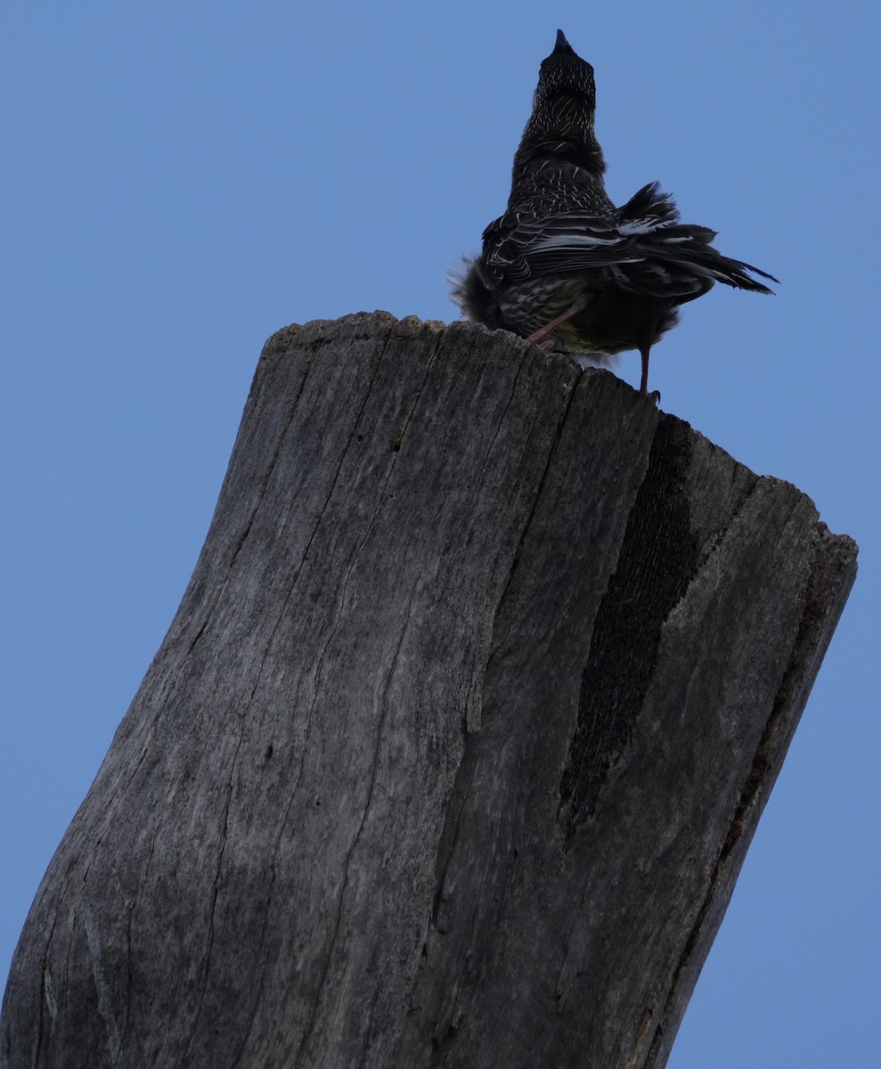 Red Wattlebird - ML638523764