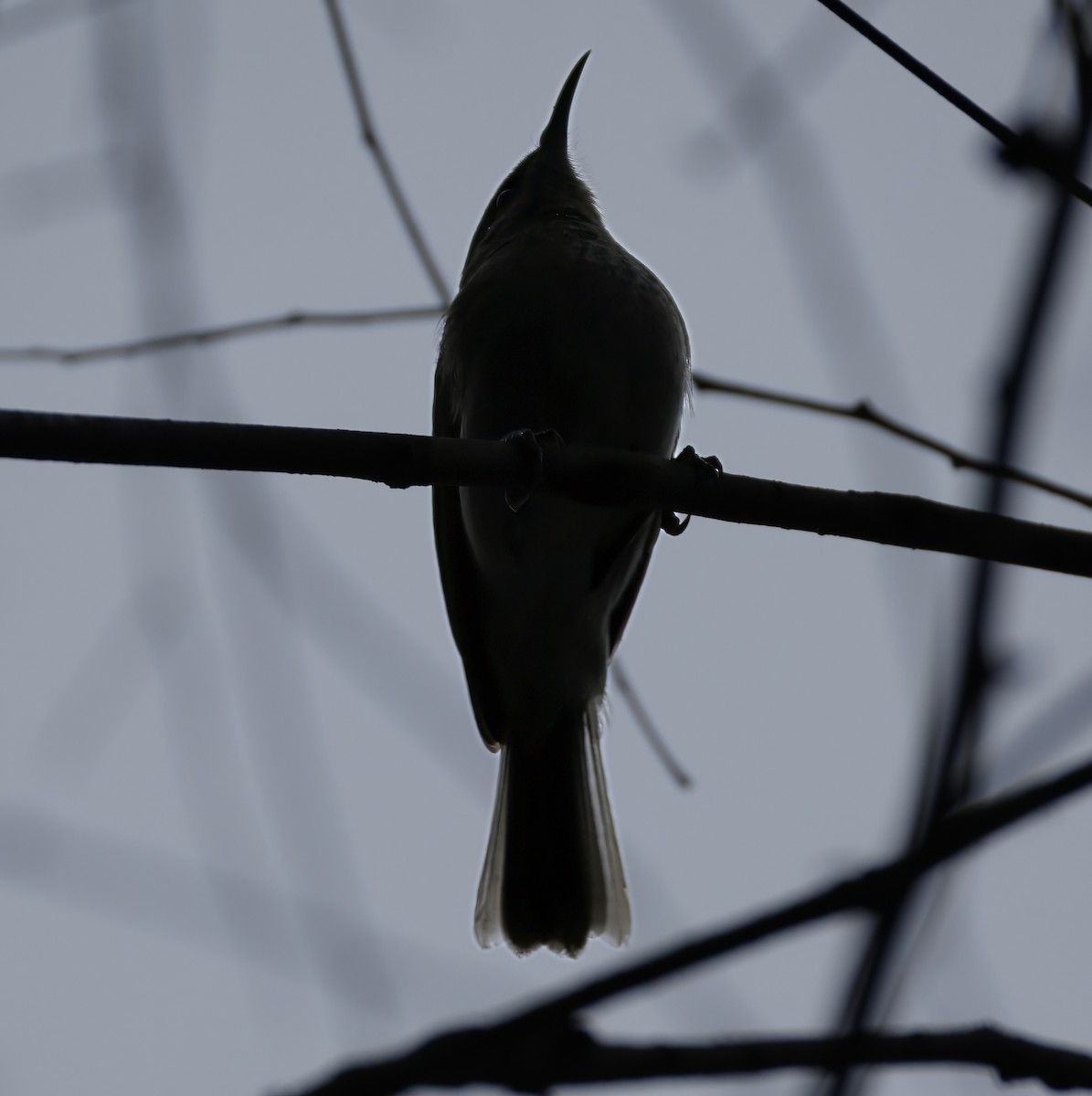 Brown Honeyeater - ML638523766