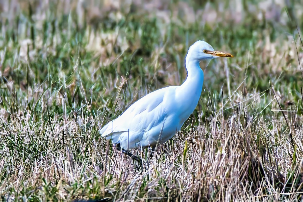 Eastern Cattle-Egret - ML638523768