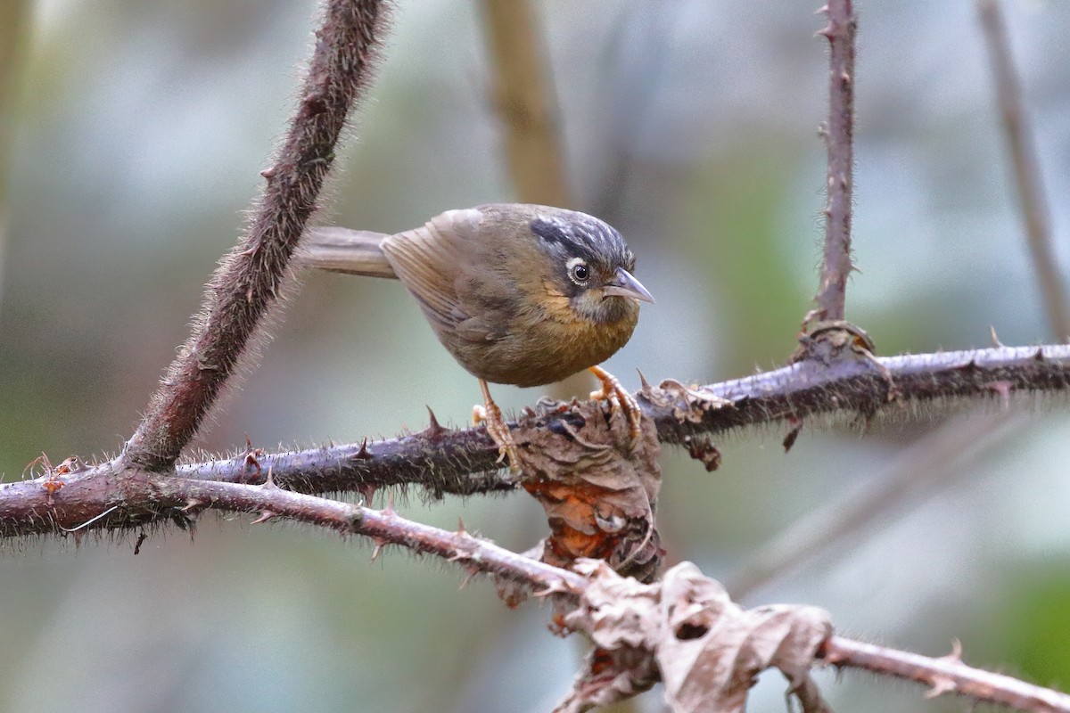 Gray-throated Babbler - ML638523769