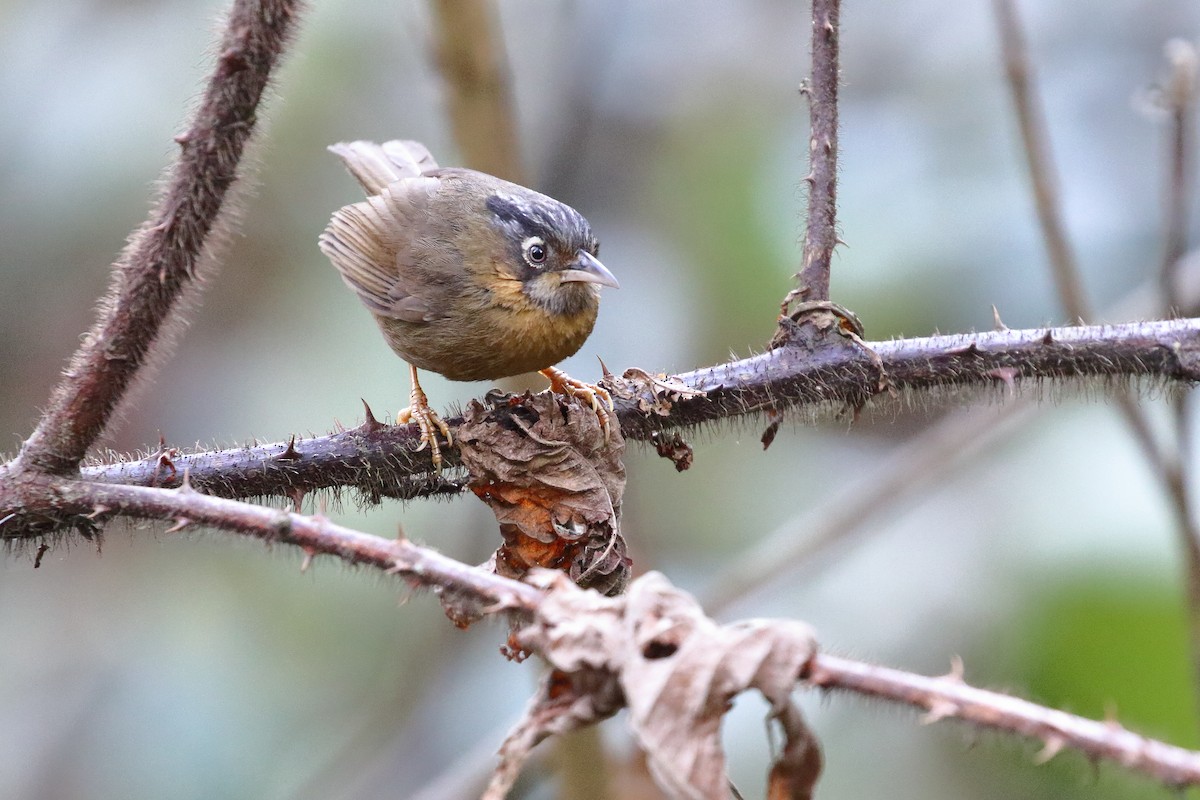 Gray-throated Babbler - ML638523770