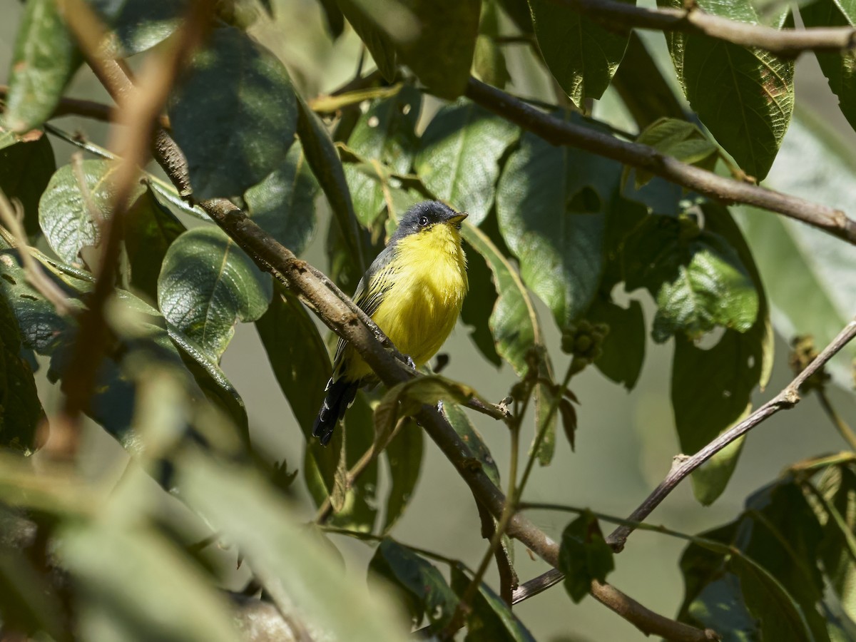 Common Tody-Flycatcher - ML638523772