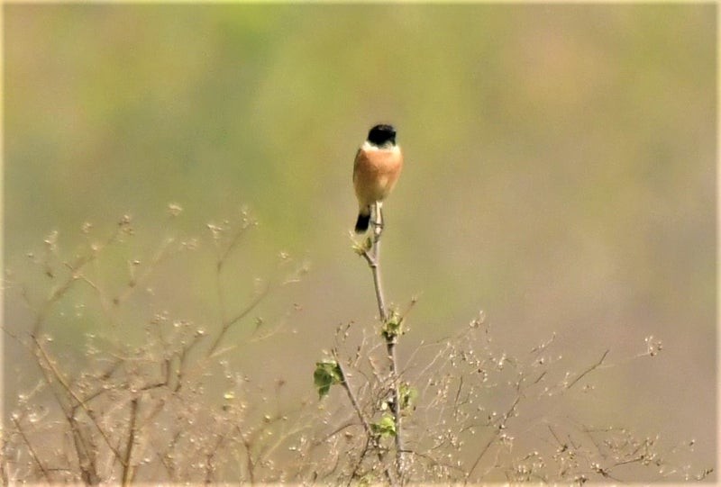Siberian Stonechat - ML638523773