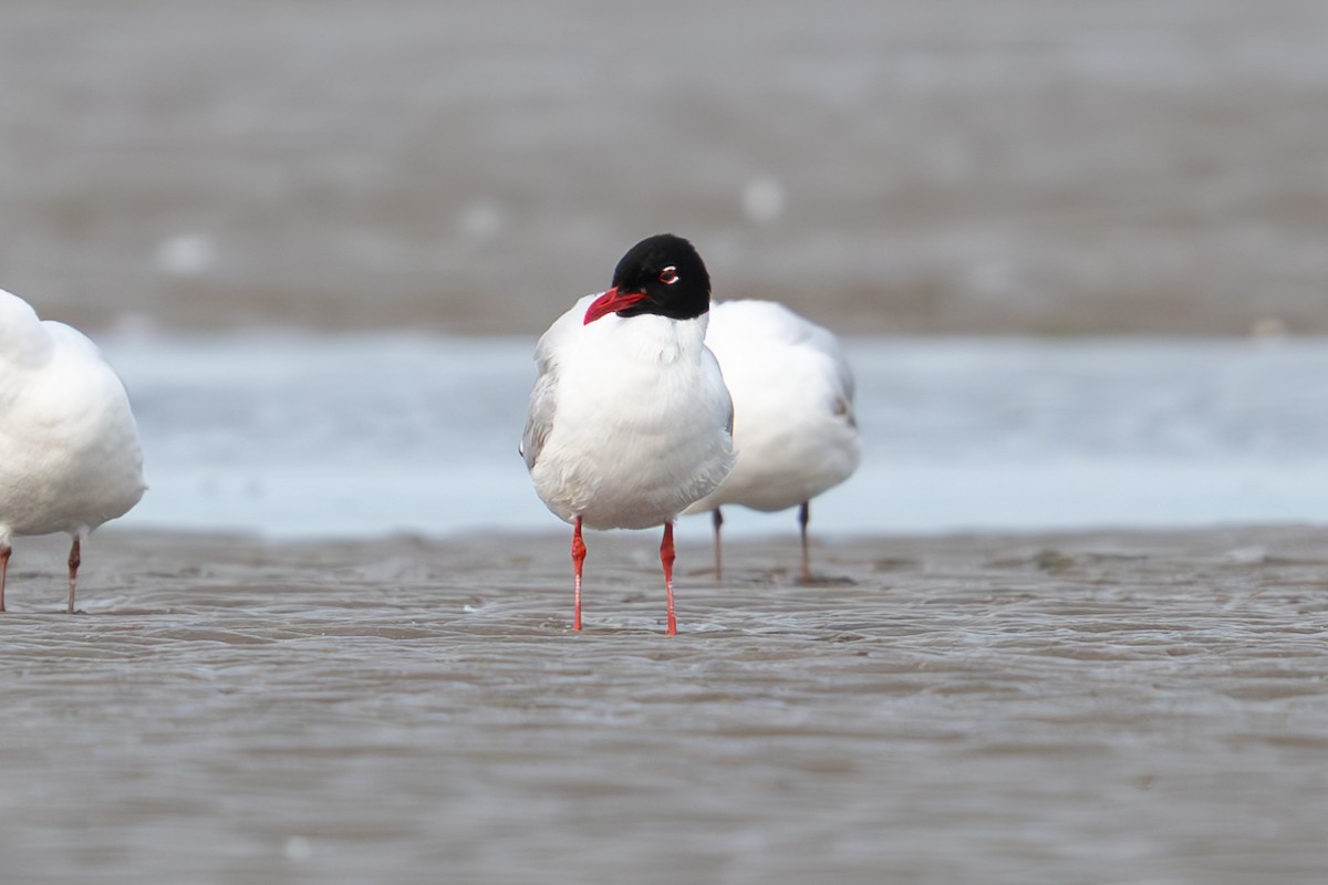 Mediterranean Gull - ML638523774