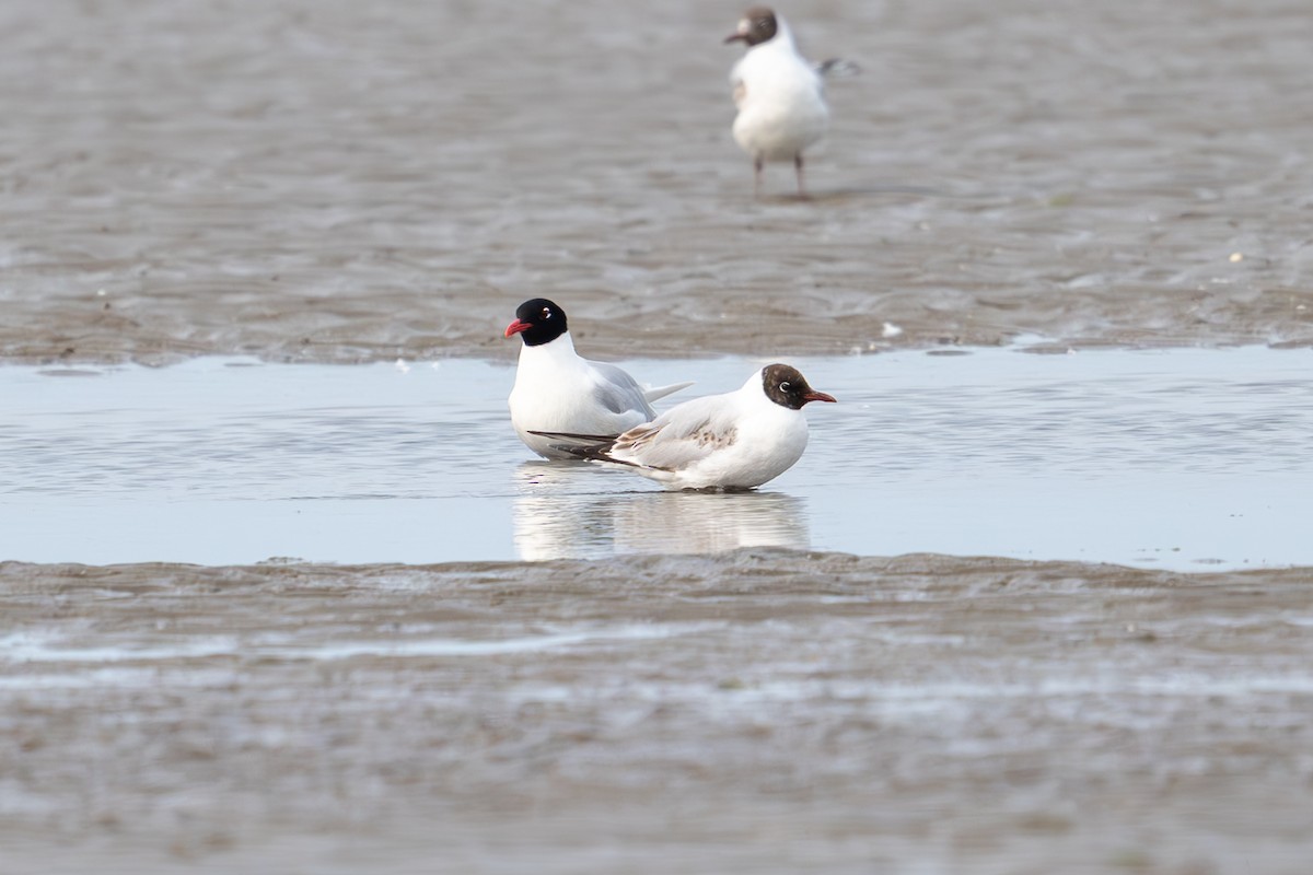 Mediterranean Gull - ML638523775