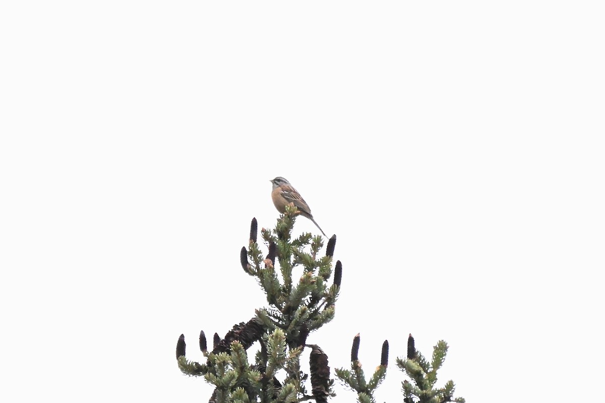 Godlewski's Bunting - ML638523776