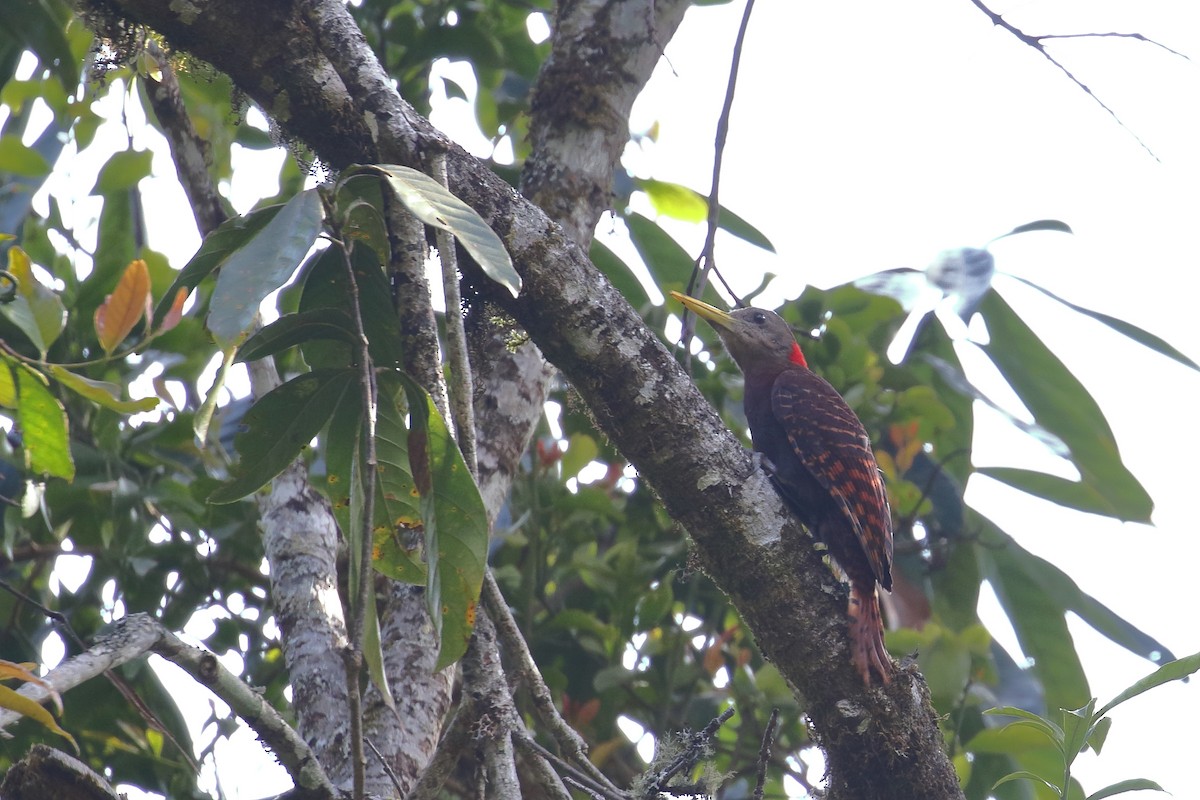 Bay Woodpecker - ML638523782