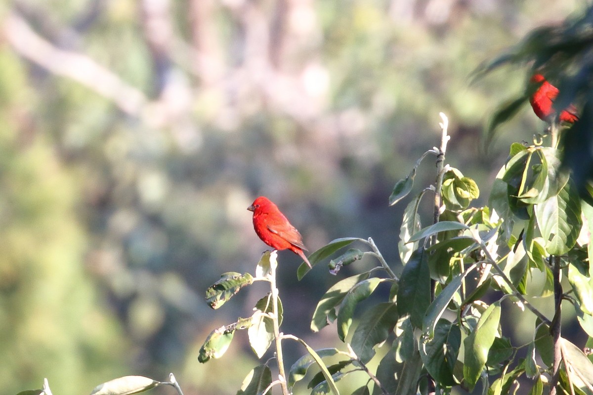 Scarlet Finch - ML638523783