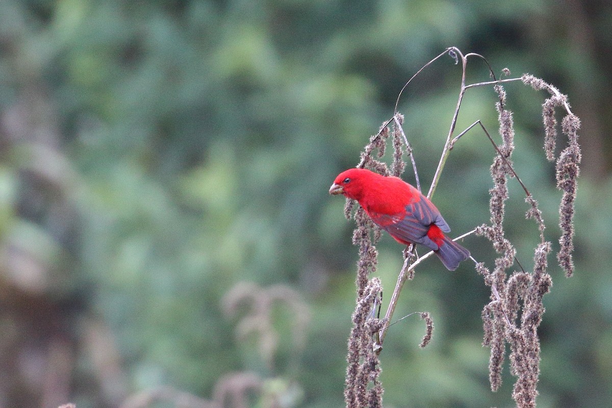 Scarlet Finch - ML638523784