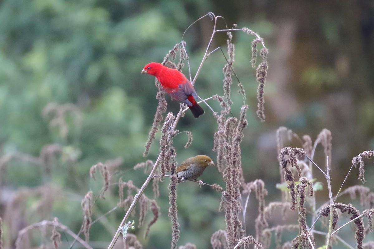 Scarlet Finch - ML638523785