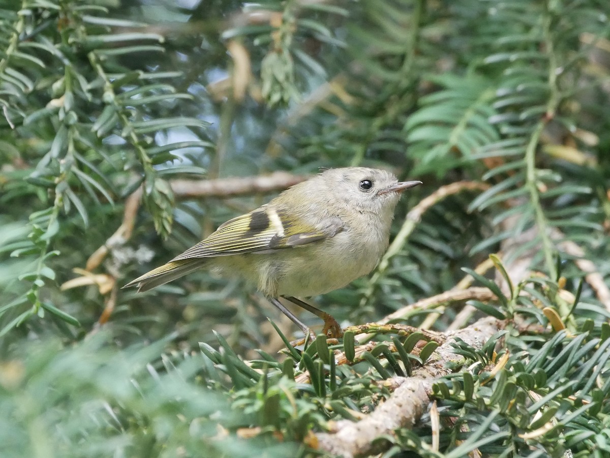 Goldcrest - ML638523786